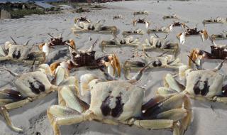 螃蟹煮多久可以吃