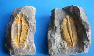 鱼化石是怎样形成的