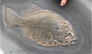 鱼化石是怎样形成的